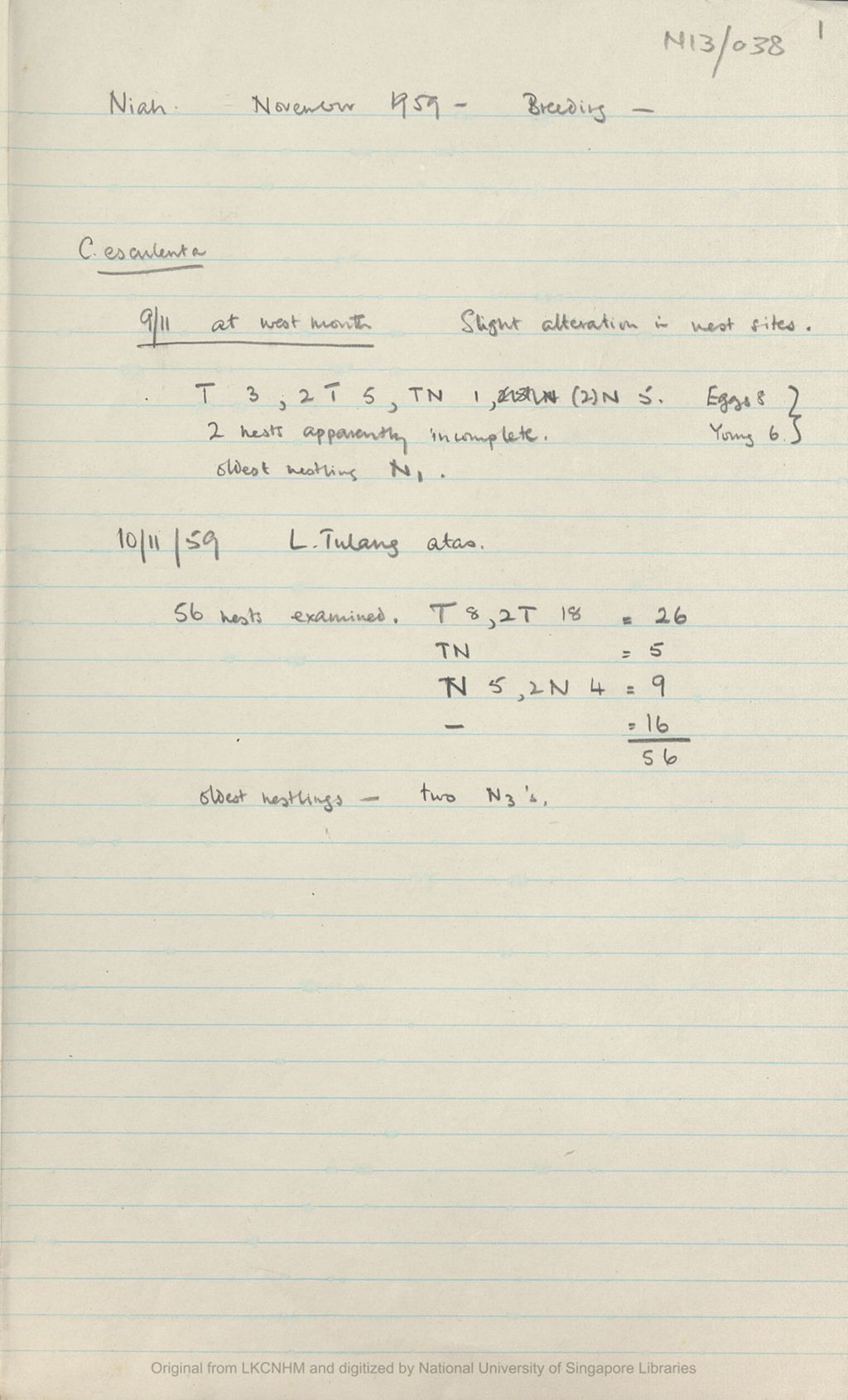 Miniature of Fieldnotes: breeding records at Niah Caves: November 1959: breeding: C esculenta, C. maxima, C. fuciphaga