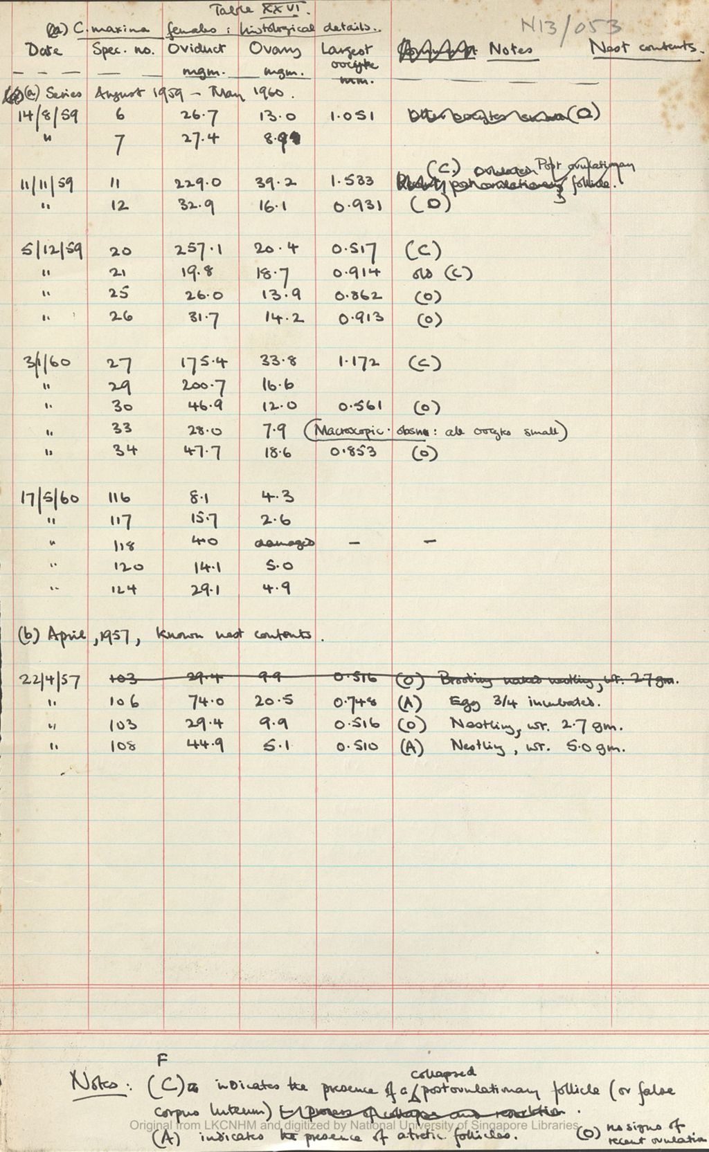 Miniature of Fieldnotes: breeding records at Niah Caves: Table XXVI: C. maxima females: histological details