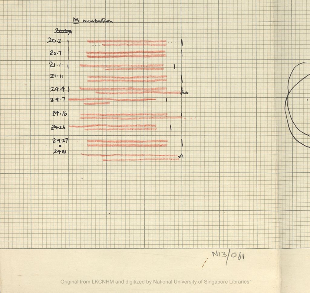 Miniature of Fieldnotes: breeding records at Niah Caves: M: incubation