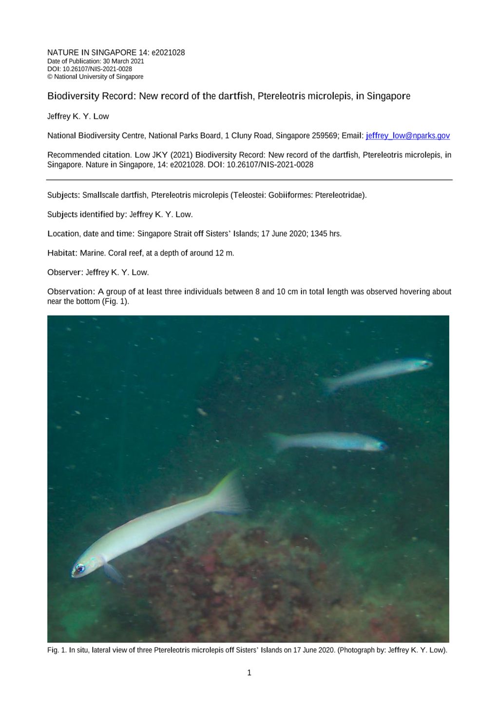 Miniature of Biodiversity record: new record of the dartfish, Ptereleotris microlepis, in Singapore