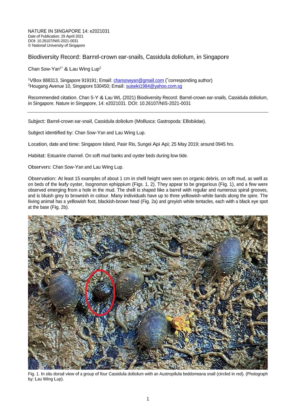 Miniature of Biodiversity record: barrel-crown ear-snails, Cassidula doliolum, in Singapore