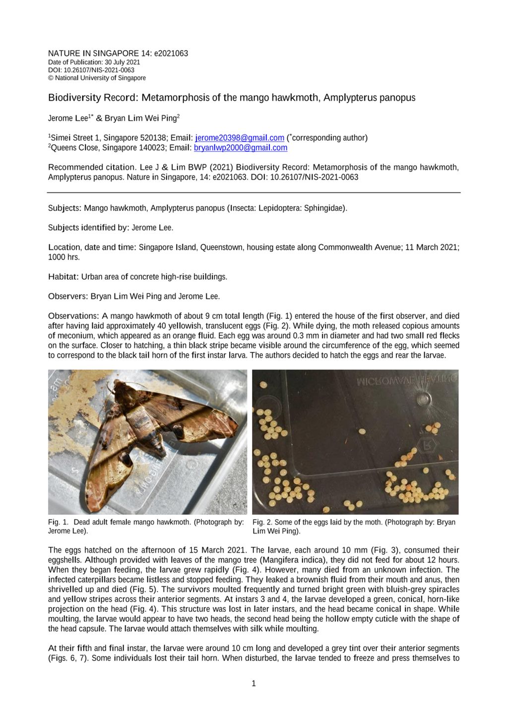 Miniature of Biodiversity record: metamorphosis of the mango hawkmoth, Amplypterus panopus