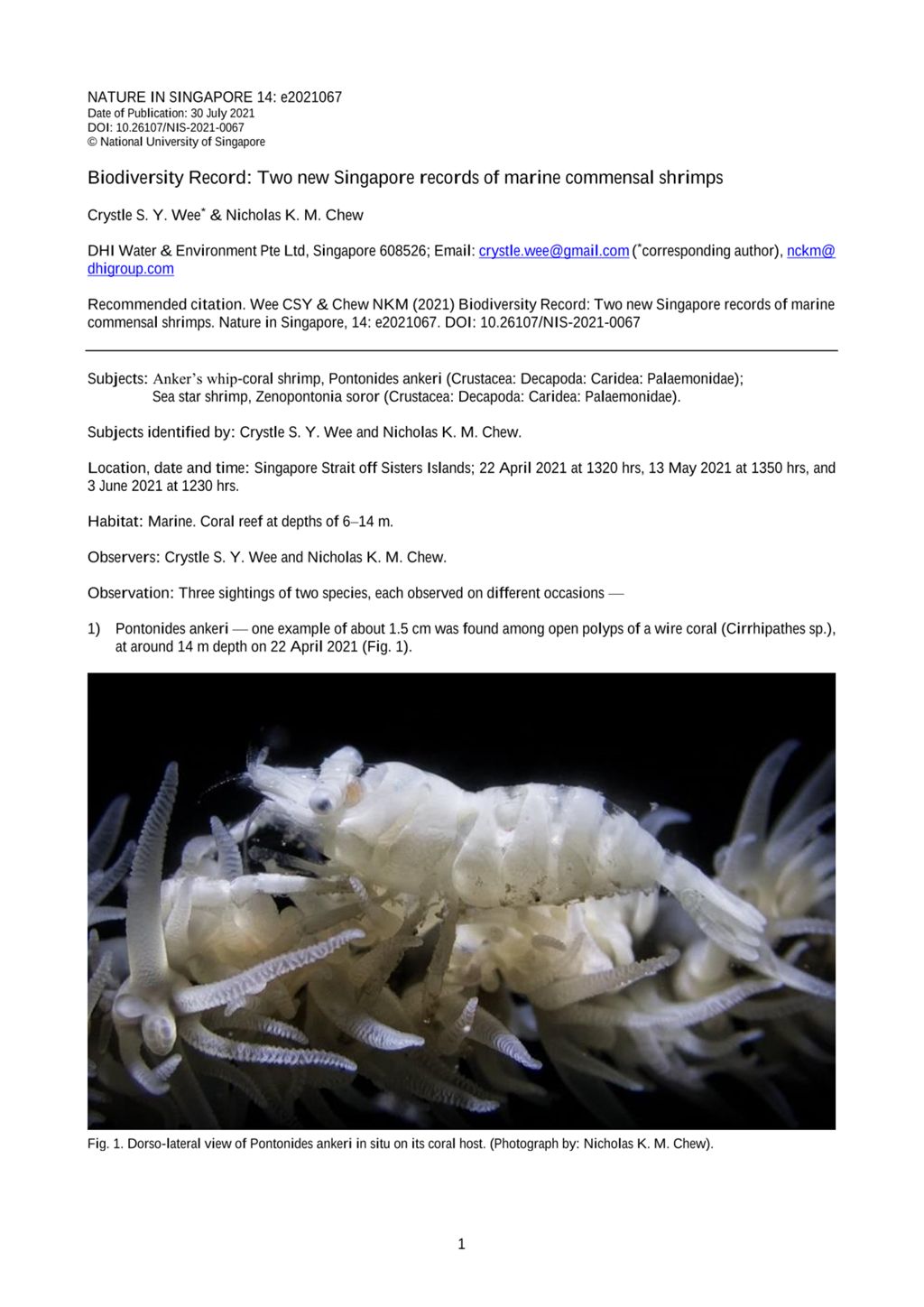 Miniature of Biodiversity record: two new Singapore records of marine commensal shrimps