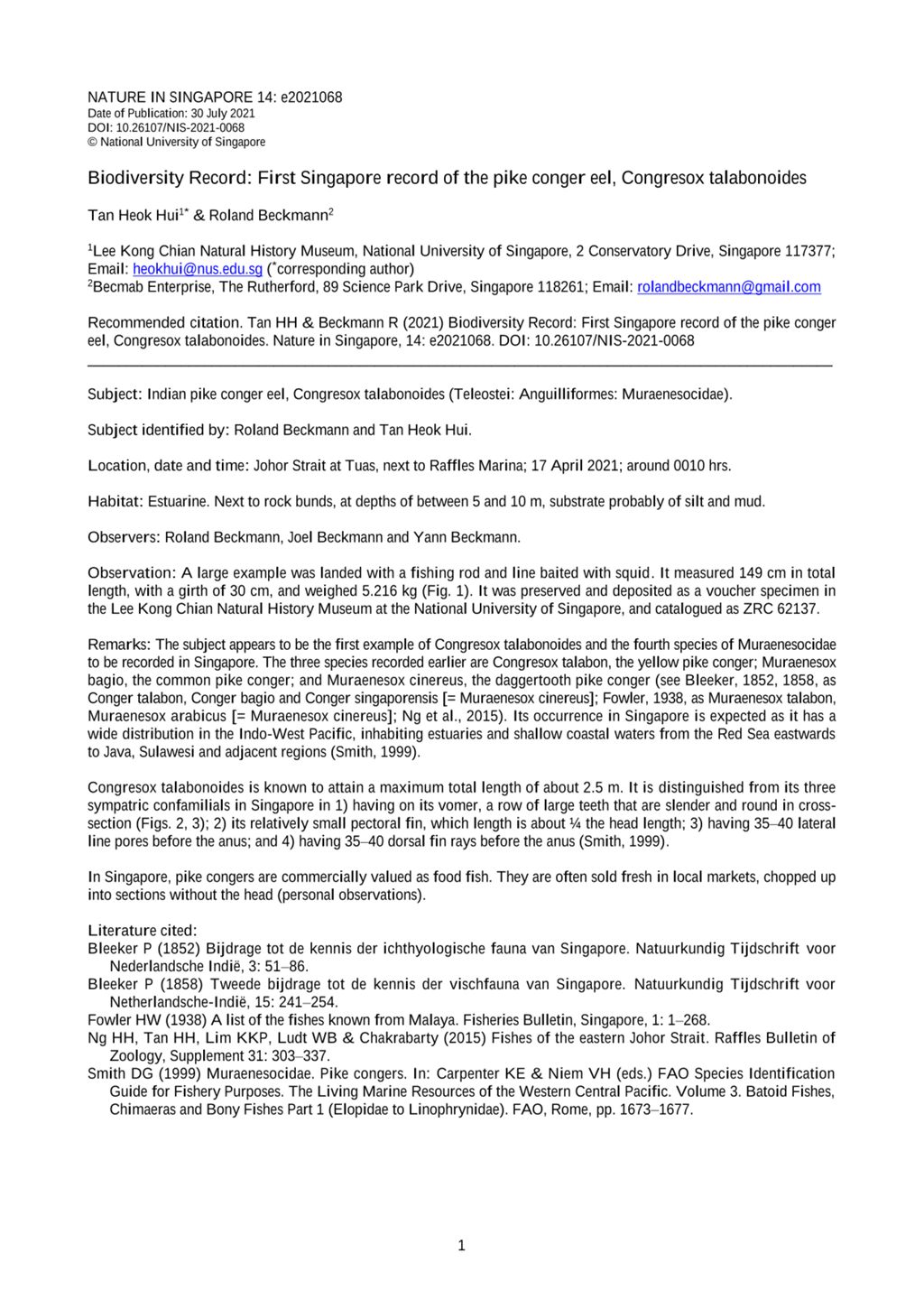 Miniature of Biodiversity record: first Singapore record of the pike conger eel, Congresox talabonoides