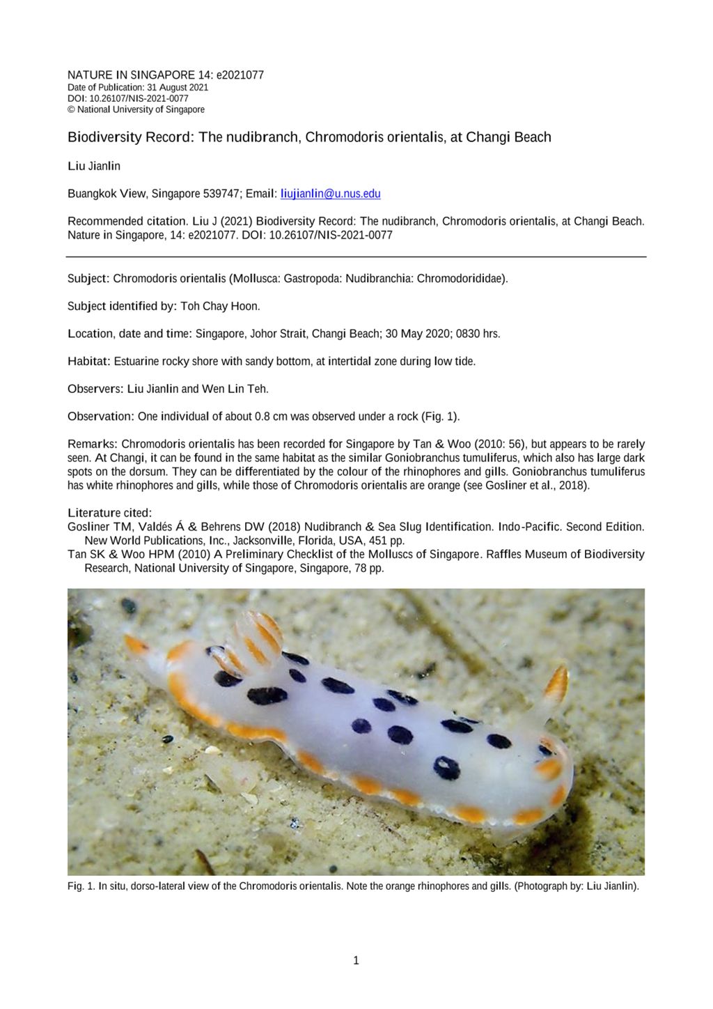 Miniature of Biodiversity record: the nudibranch, Chromodoris orientalis, at Changi Beach