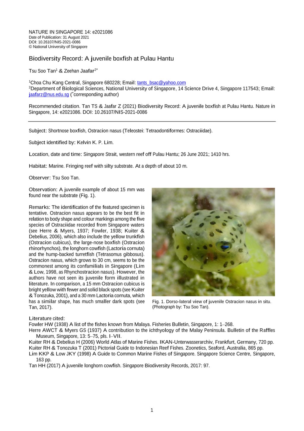 Miniature of Biodiversity record: a juvenile boxfish at Pulau Hantu