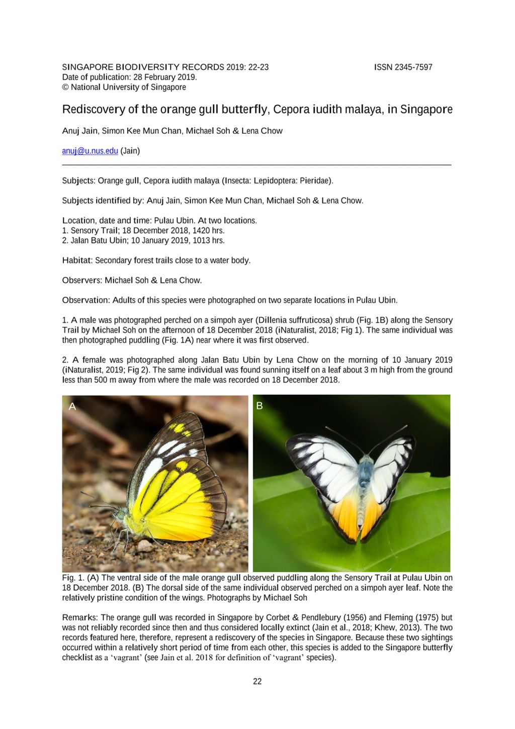 Miniature of Rediscovery of the orange gull butterfly, Cepora iudith malaya, in Singapore