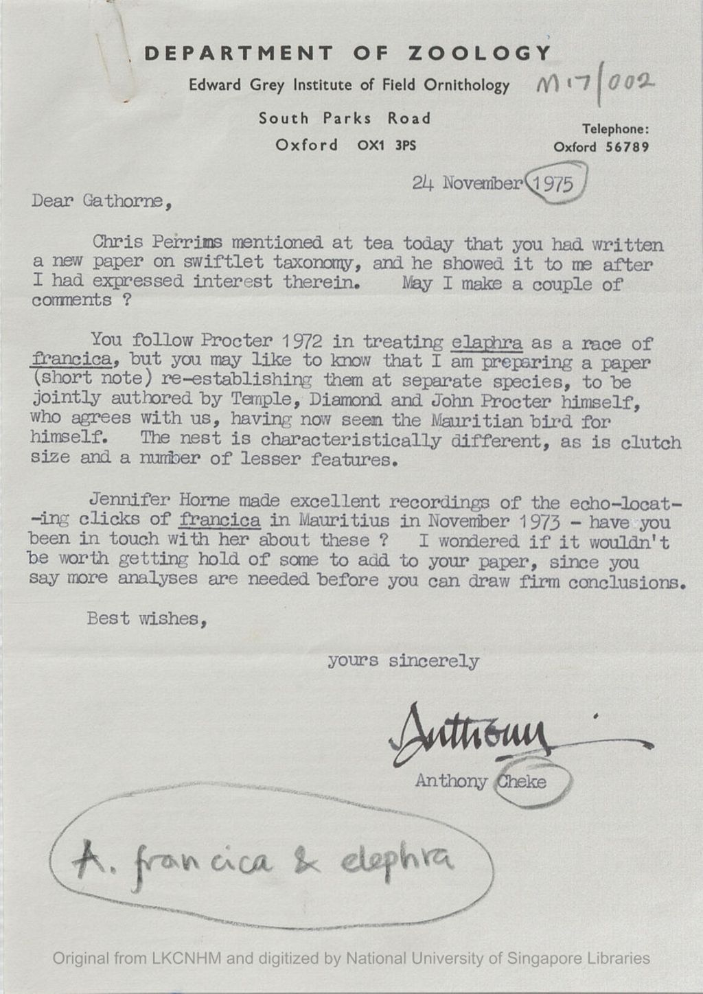 Miniature of Letter from Anthony Cheke to the 5th Earl of Cranbrook saying he was writing a paper re-establishing elaphra as a separate race of francica. He also mentioned Jennifer Horne made excellent recordings of echo-locating clicks of francica in Mauritius