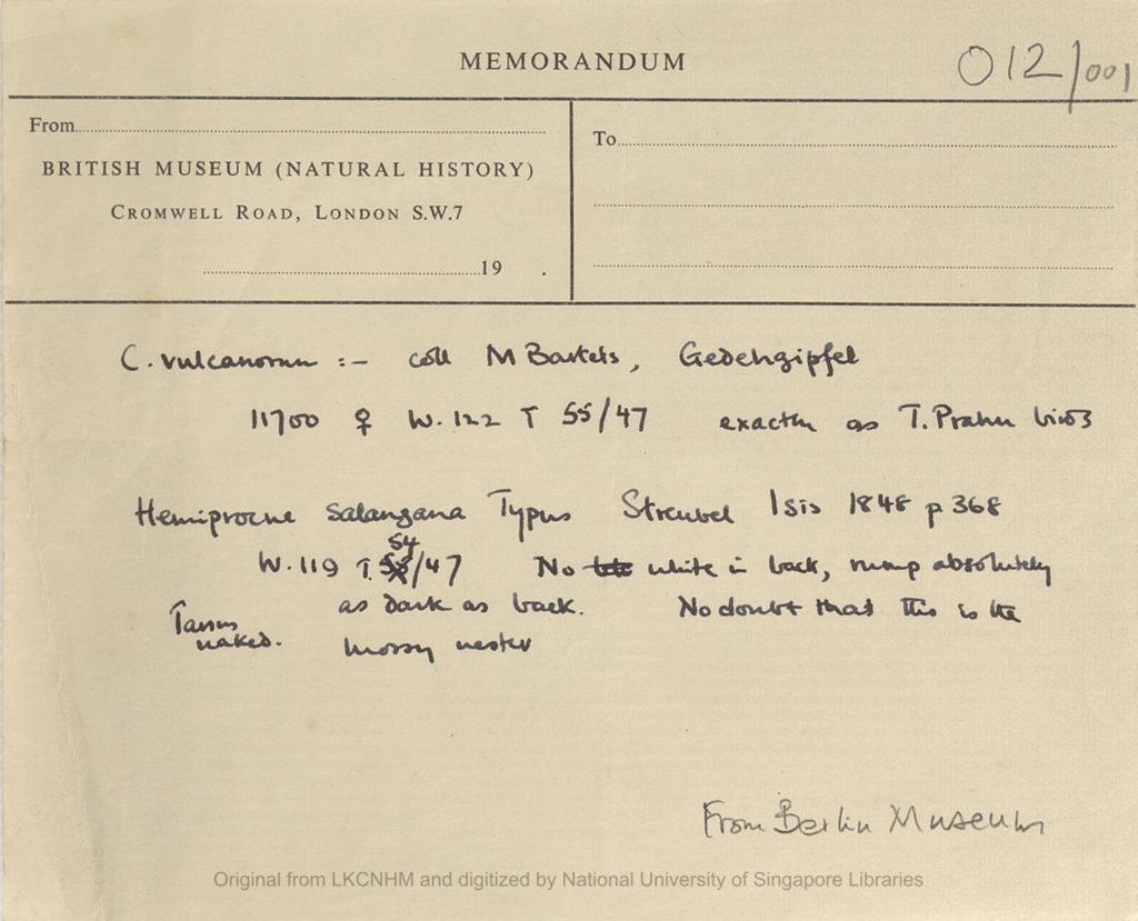 Miniature of Museum collection: notes of Collocalia volcanorum and Hemiprocne salangana: Berlin Museum