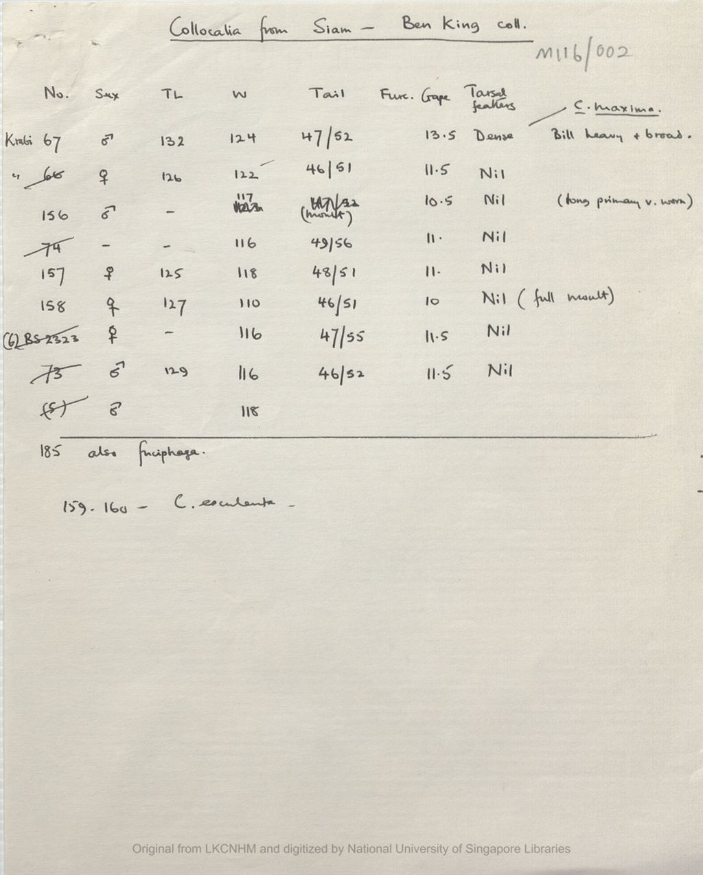 Miniature of List of swiftlet skins : Collocalia from Siam : Ben King collection