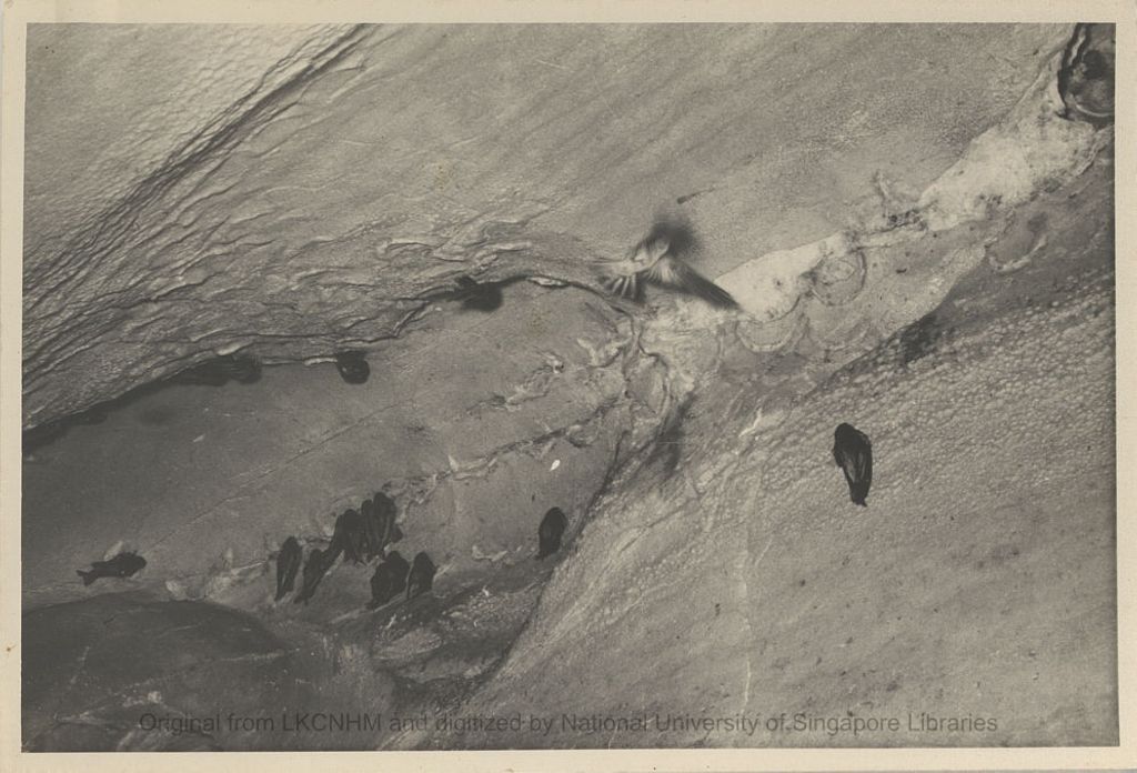 Miniature of Swiftlets in Niah Cave