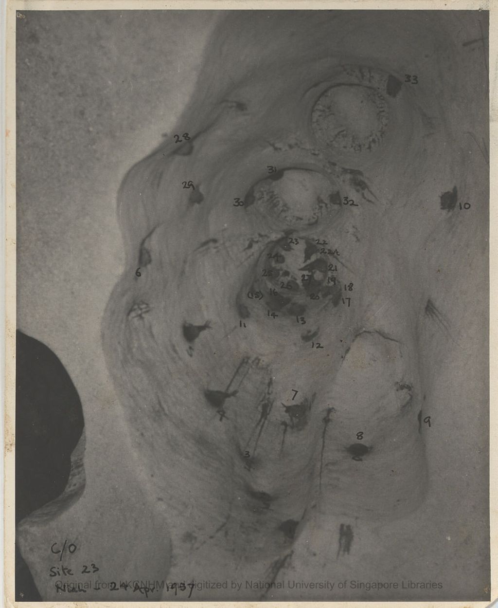 Miniature of Marked nests at site 23 "chimney" holes under 24hr observation at Niah Cave, 1957: from deck chair view: photo 1: most nests are marked