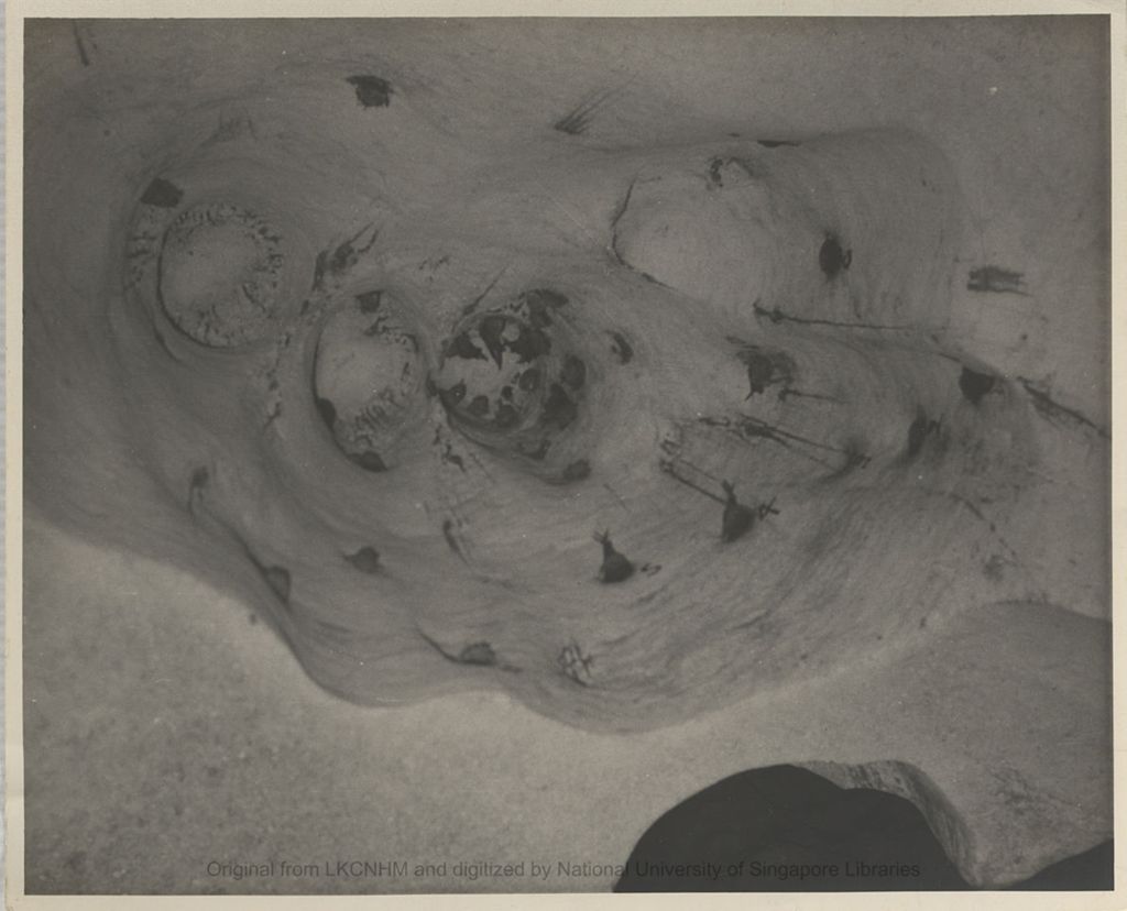 Miniature of Marked nests at site 23 "chimney" holes under 24hr observation at Niah Cave, 1957: from deck chair view: photo 2: most nests are unmarked