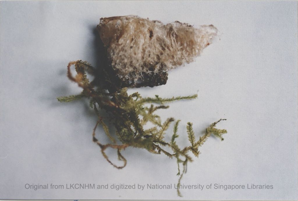 Miniature of Esculenta nest