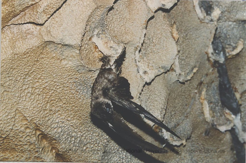 Miniature of Adult fuciphagus glued to its nest