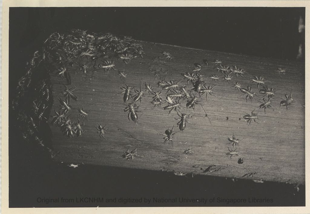 Miniature of Niah Cave: insects on log: photo 2