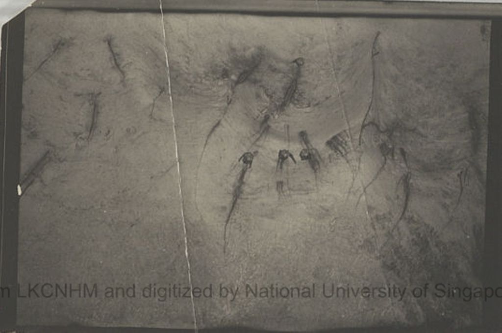 Miniature of Swiftlets and nests in Niah Cave: shot no. 16