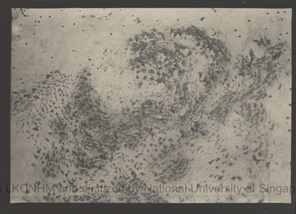 Miniature of Swiftlets and nests in Niah Cave: shot no. 25