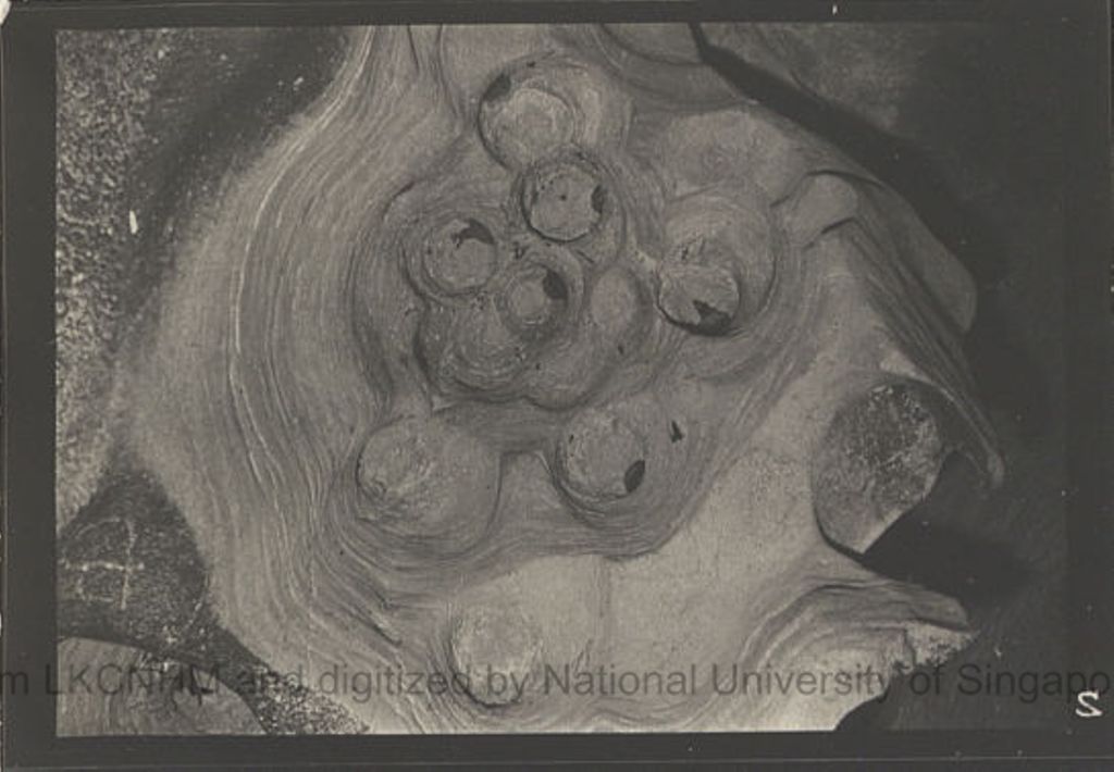 Miniature of Swiftlets and nests in Niah Cave: 57/D: 2: site A: (M) nests just behind excavation pit