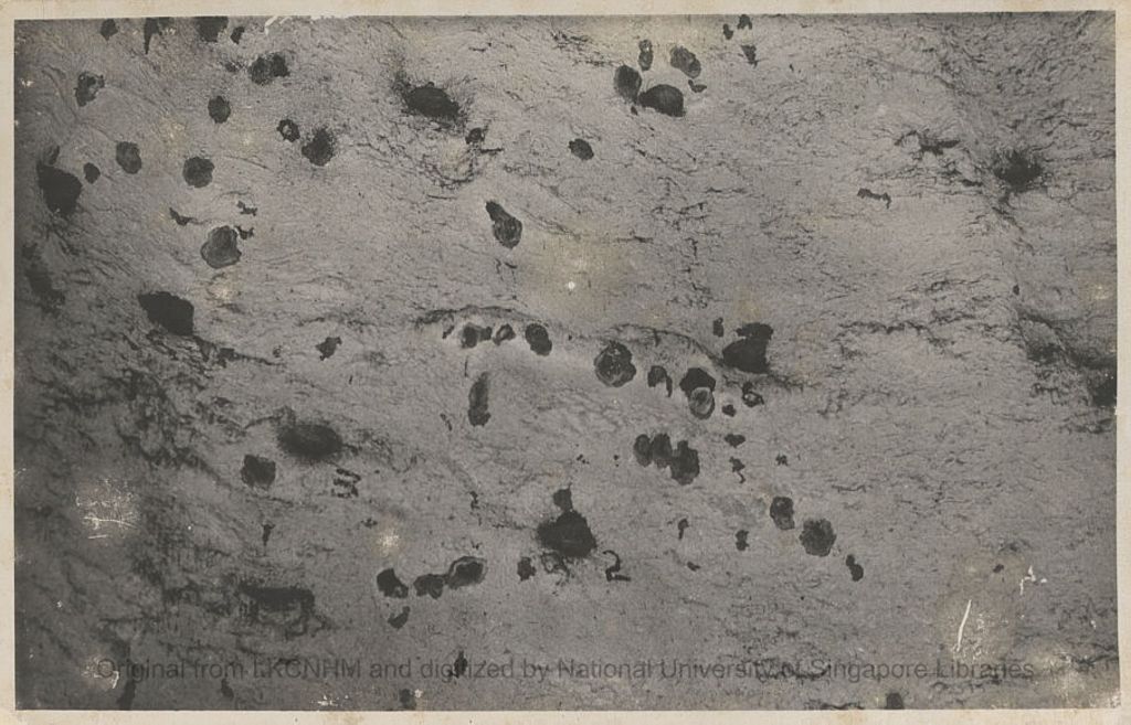 Miniature of Swiftlets and nests in Niah Cave: 57/D: 3: sites 2, 3, 8, 9