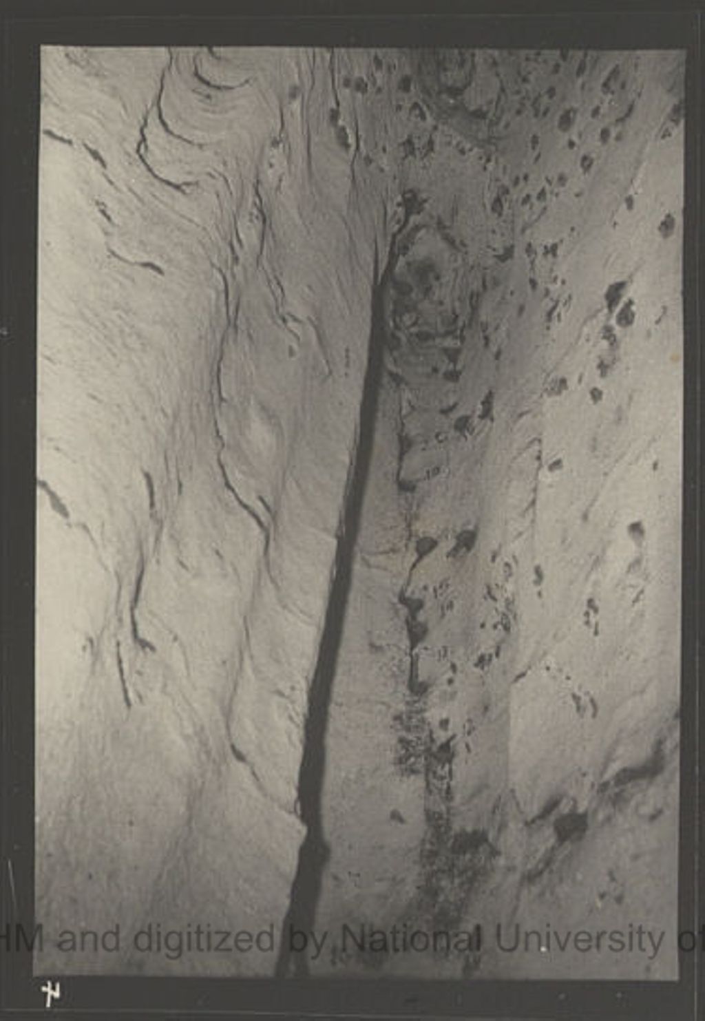 Miniature of Swiftlets and nests in Niah Cave: 57/D: 4: site 21: mossy nests in crack: large horseshoe bats