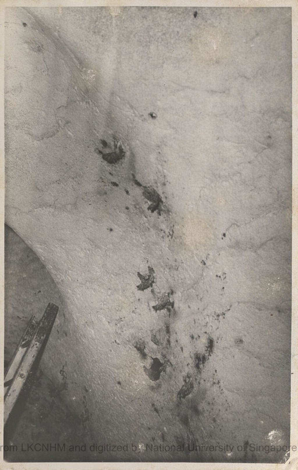 Miniature of Swiftlets and nests in Niah Cave: 57/D: 7