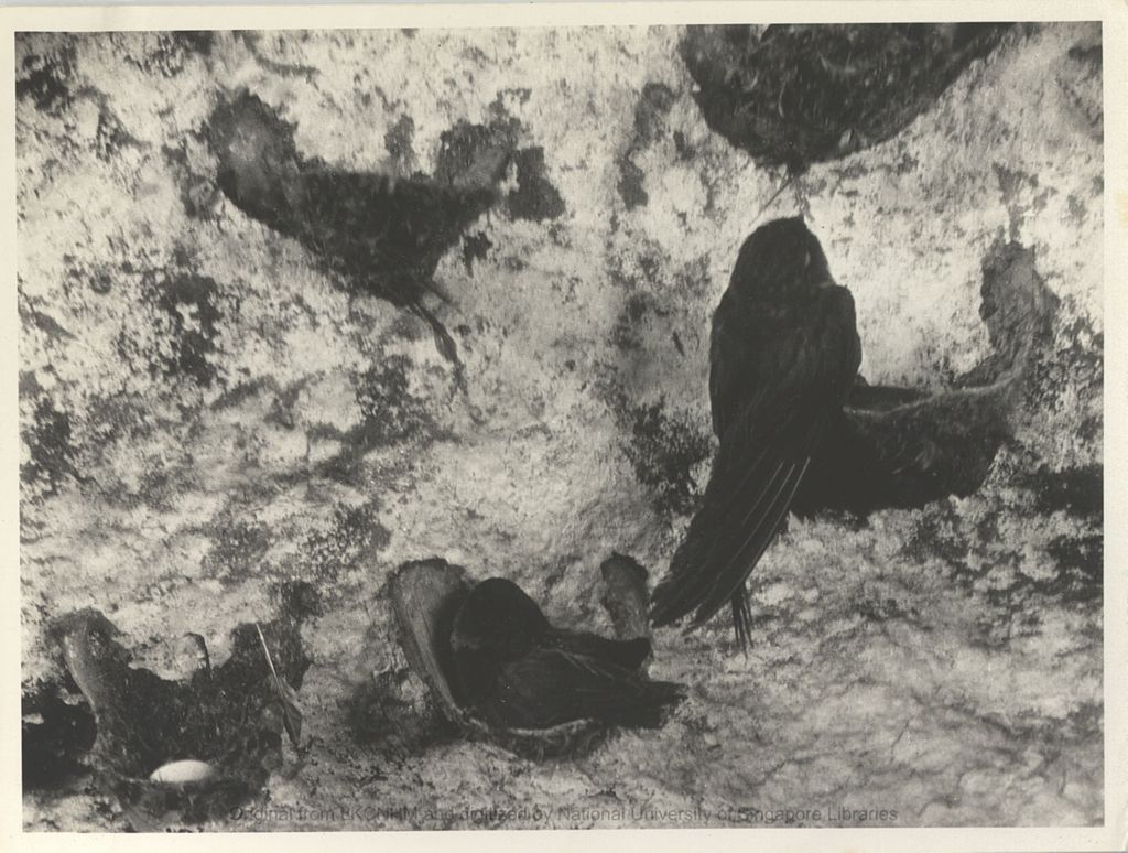 Miniature of Niah Cave: posed blacknests for Hugh Gibbs' film