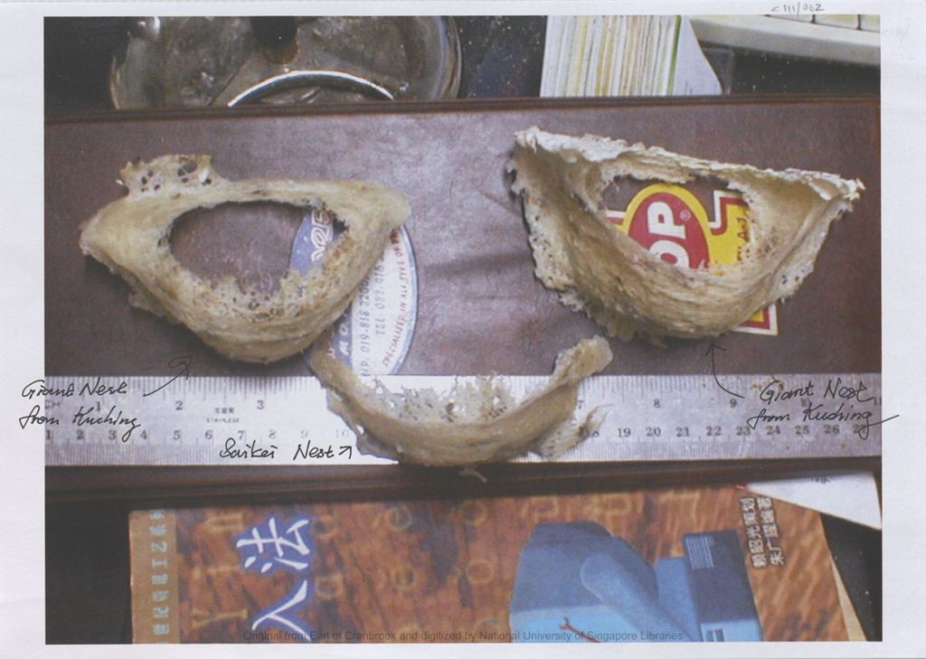 Miniature of Image of three edible bird nests with ruler: two giant nests from Kuching and one Saikei nest