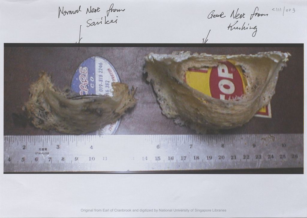 Miniature of Image of two edible bird nests with ruler: one normal nest from Saikei and one giant nests from Kuching