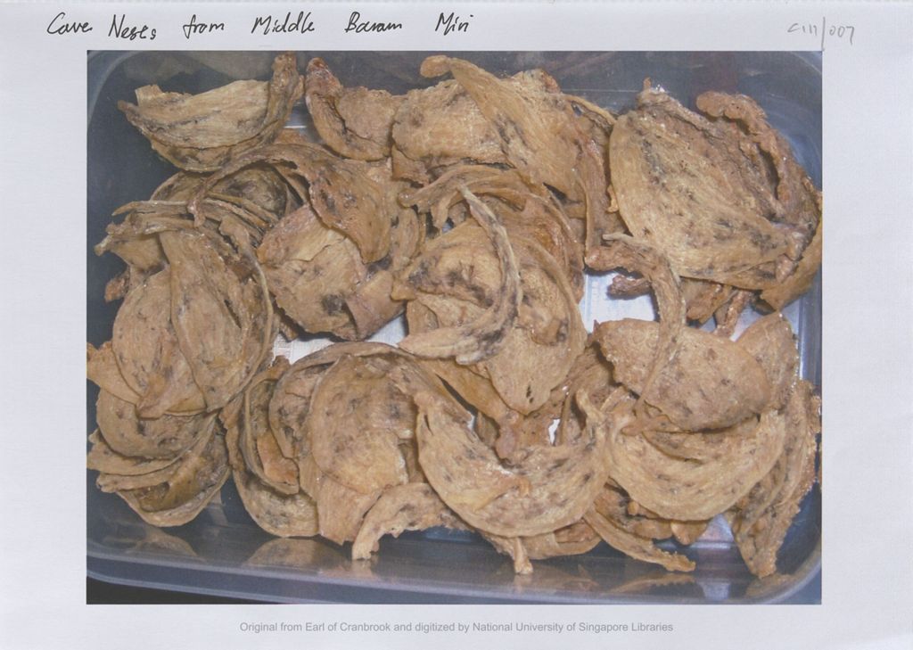 Miniature of Image of cave nests from Middle Baram Miri