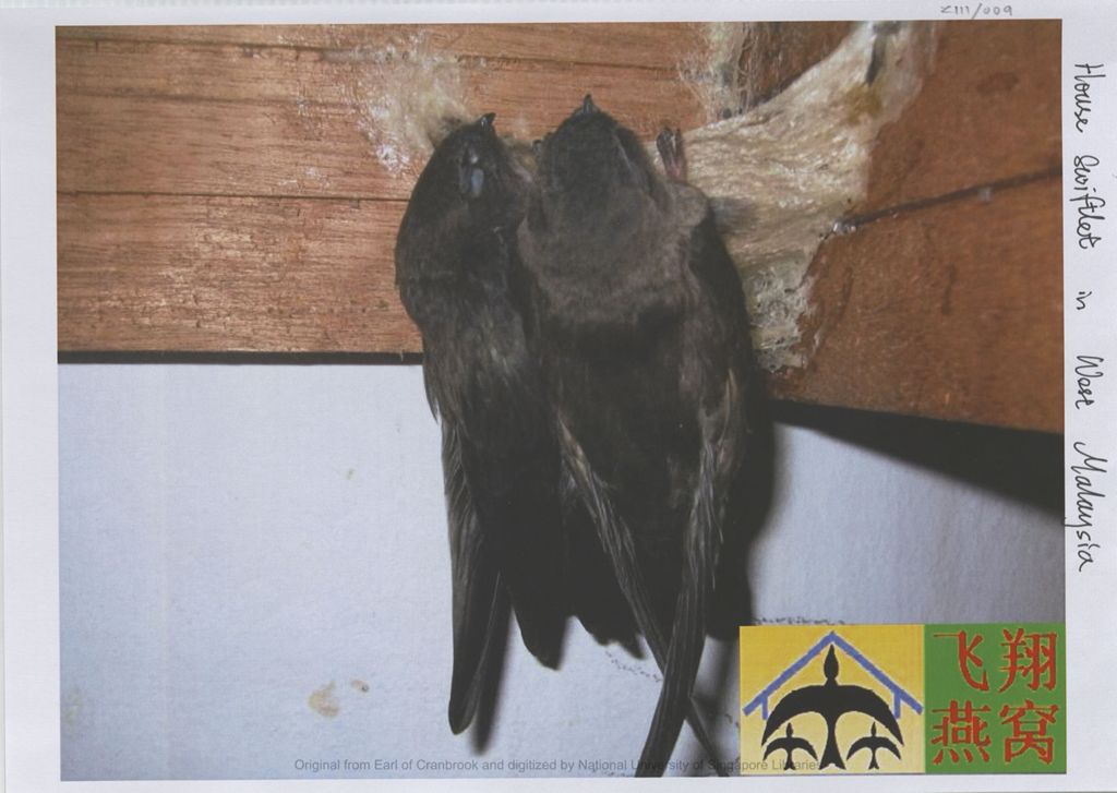 Miniature of Image of house swiftlet and nest from West Malaysia