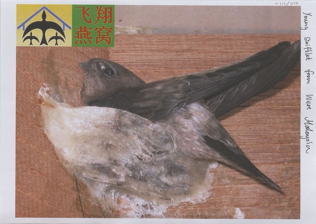 Miniature of Image of young swiftlet and nest from West Malaysia