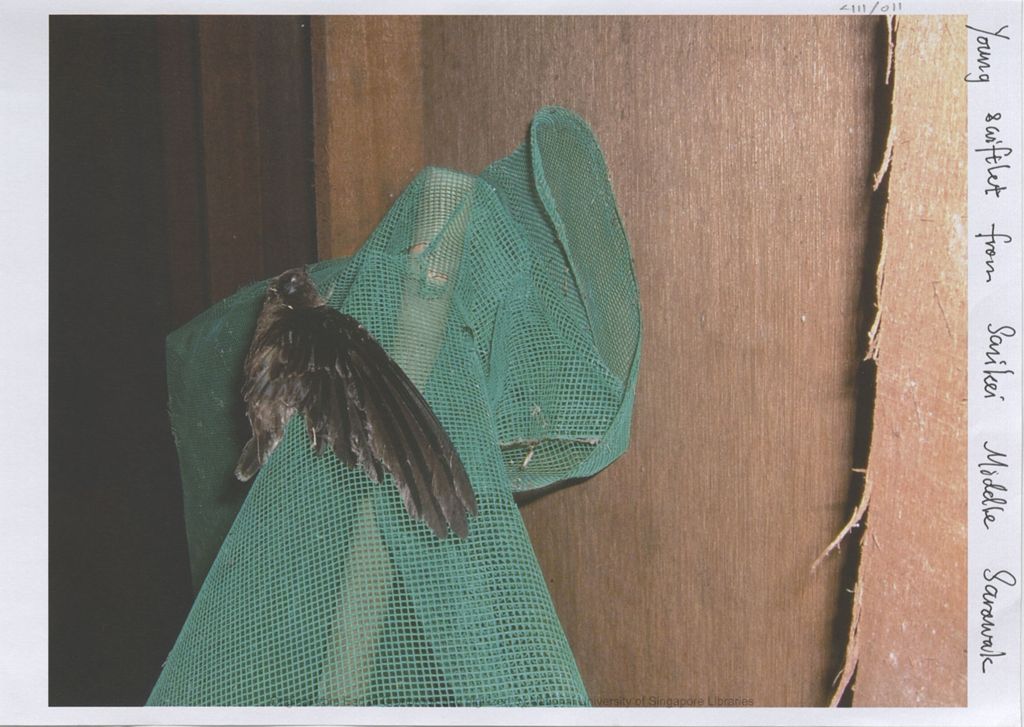 Miniature of Image of young swiftlet from Sarikei, Middle Sarawak