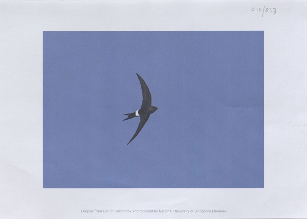 Miniature of Image of swiftlet flying