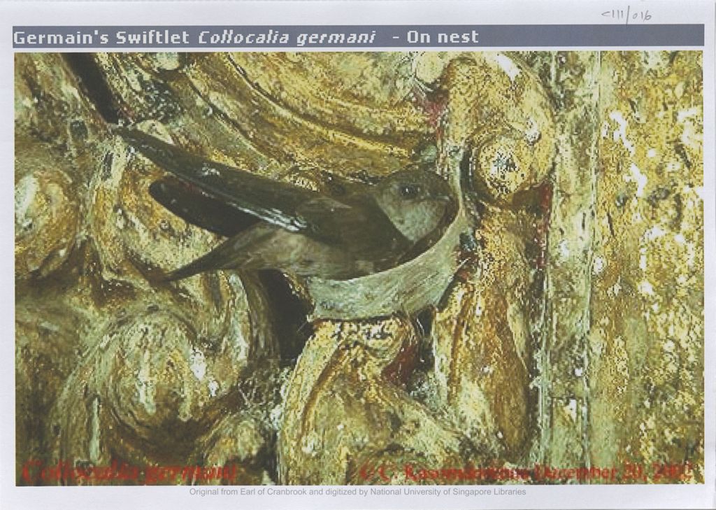 Miniature of Image of Germain's swiftlet Collocalia germani on nest