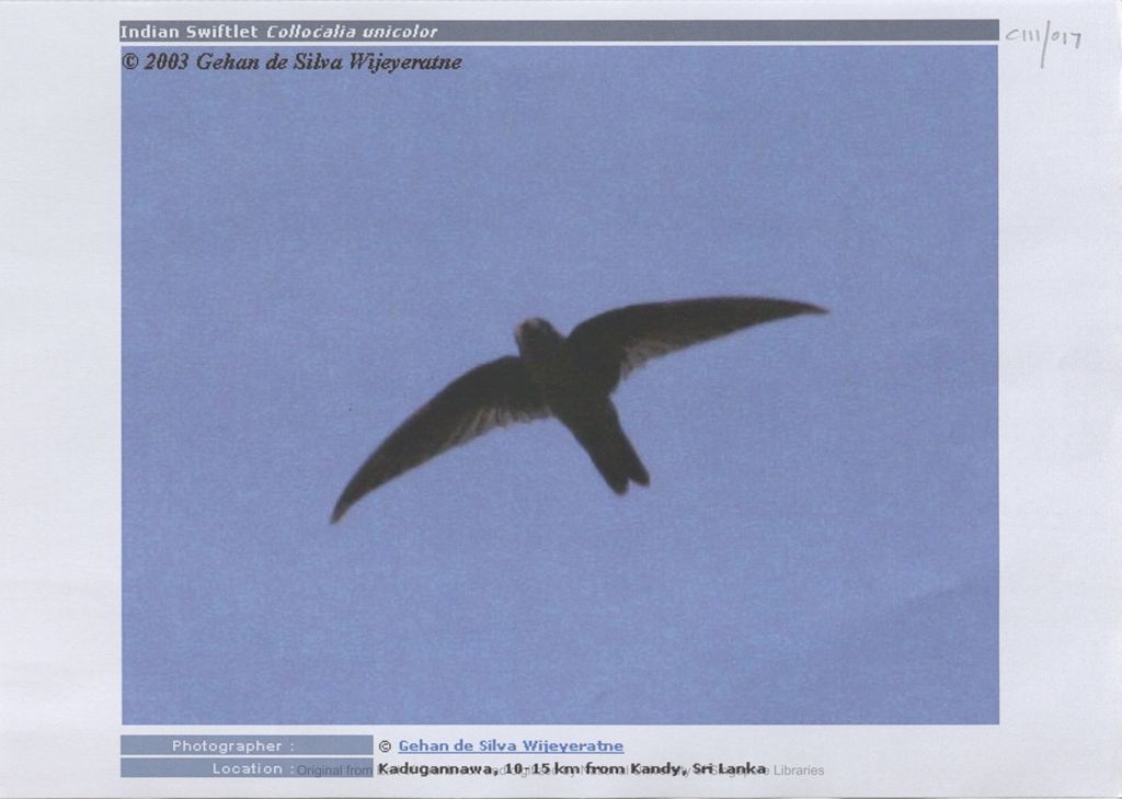 Miniature of Image of Indian flying Indian swiftlet, Collocalia unicolor: location: Kadugannawa, 10-15 km from Kandy, Sri Lanka: photo 1