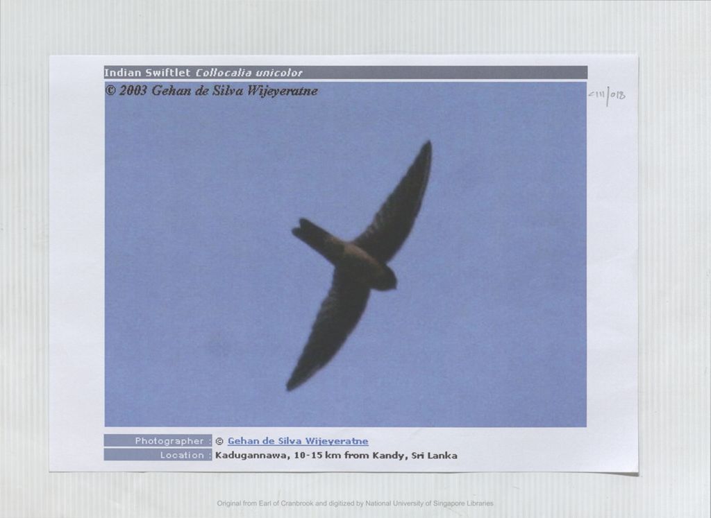 Miniature of Image of Indian flying Indian swiftlet, Collocalia unicolor: location: Kadugannawa, 10-15 km from Kandy, Sri Lanka: photo 2