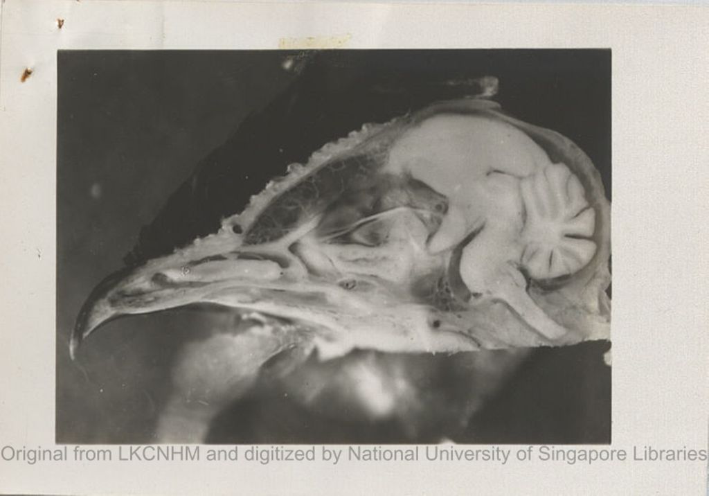 Miniature of Sagittal section of head of Collocalia esculenta [see also \Notes and diagram on Collocalia esculenta\"]"