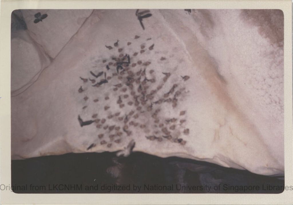 Miniature of Grey swiftlets and nests in Chillagoe Caves, Queensland, Australia