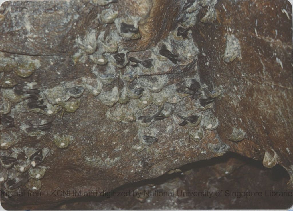 Miniature of Grey swiftlets and nests and eggs from Tully Gorge, Queensland, Australia: photo 2