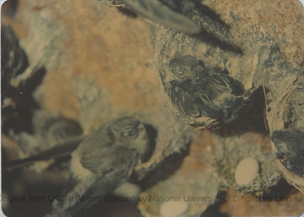 Miniature of Grey swiftlets and nests and eggs from Tully Gorge, Queensland, Australia (close-up)