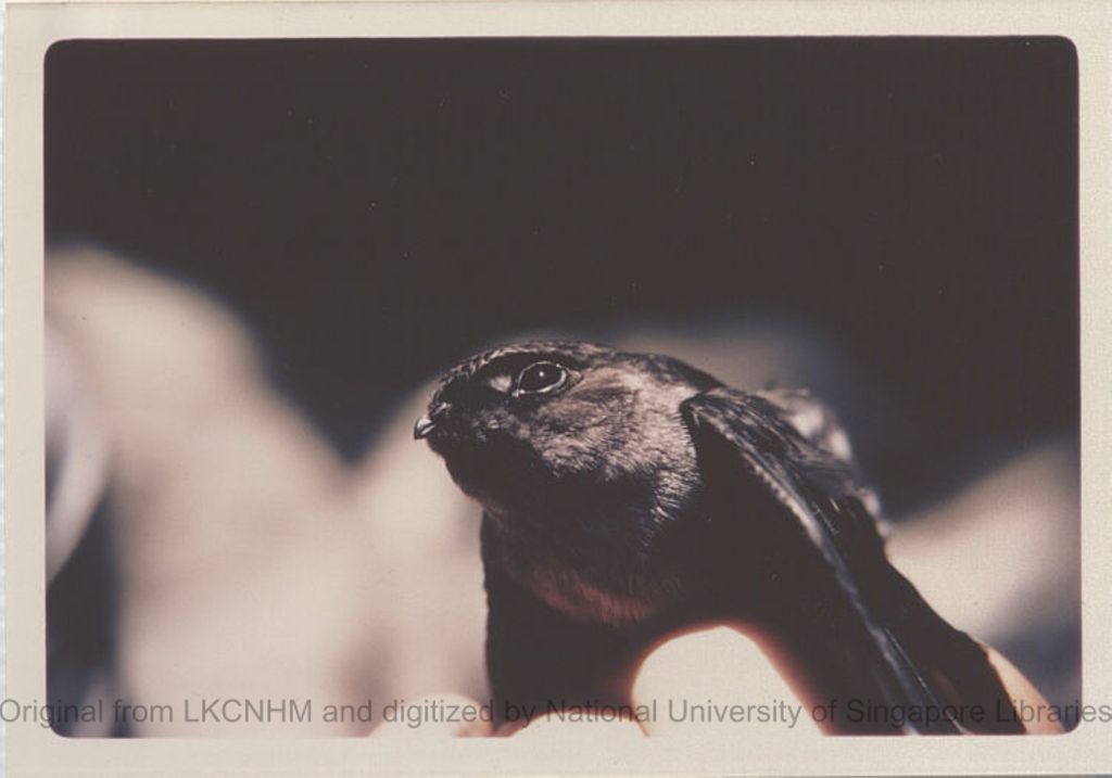 Miniature of Grey swiftlet from Tully Gorge, Queensland, Australia, 1972-73