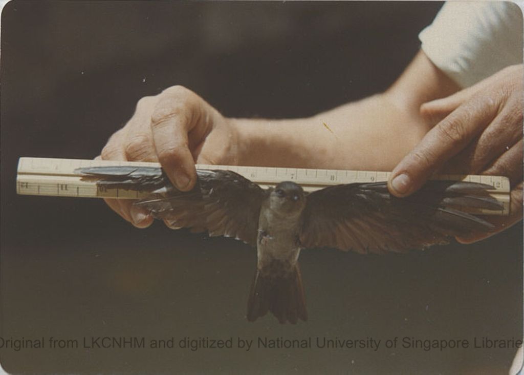 Miniature of Grey swiftlet with ruler. Bird was from Tully Gorge, Queensland, Australia