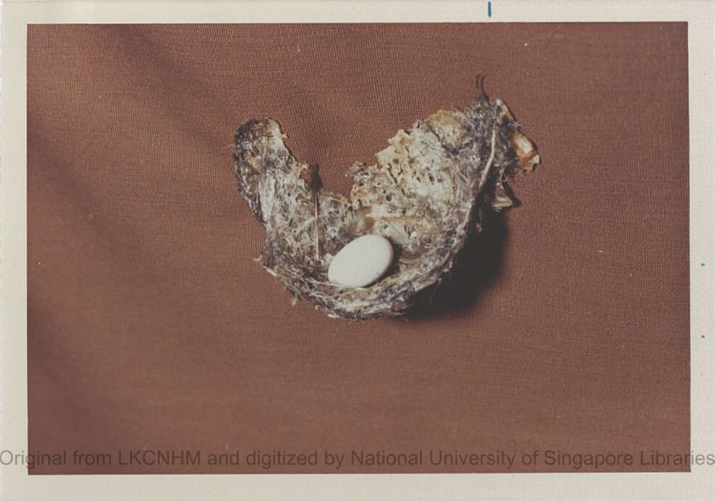 Miniature of Nest and egg of grey swiftlet from Tully Gorge, Queensland, Australia