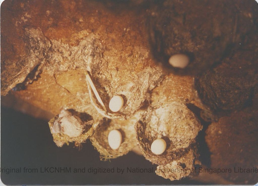 Miniature of Nests and eggs of grey swiftlets from Tully Gorge, Queensland, Australia