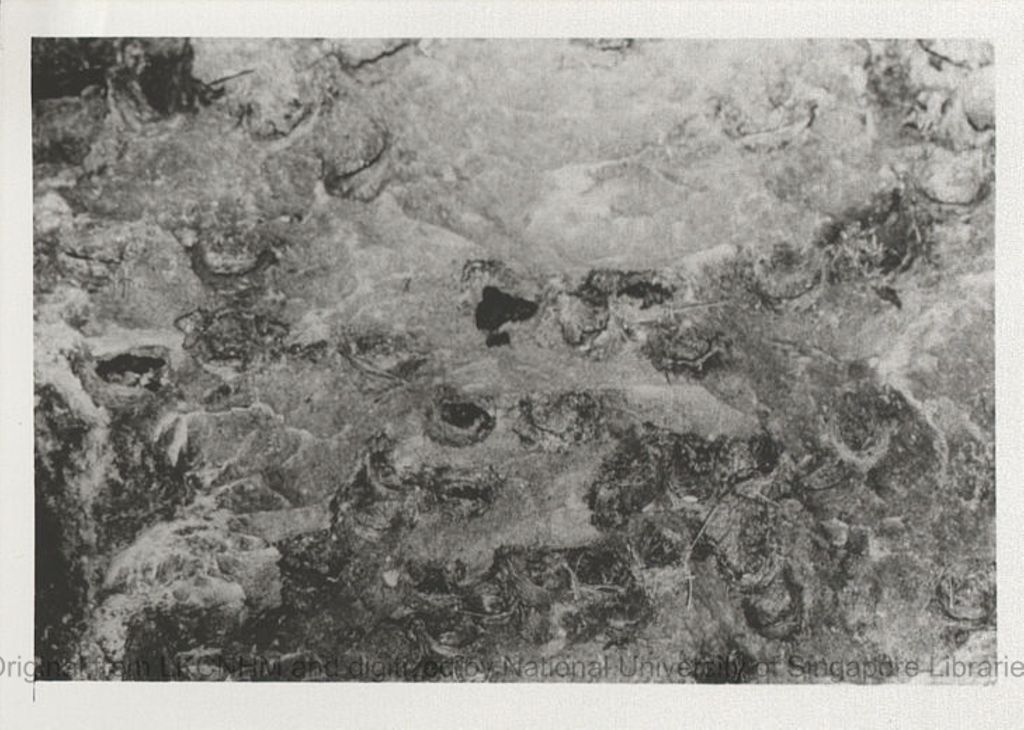 Miniature of Aerodramus spodiopygius and nests in Veidrala cave, Fiji: photo 2