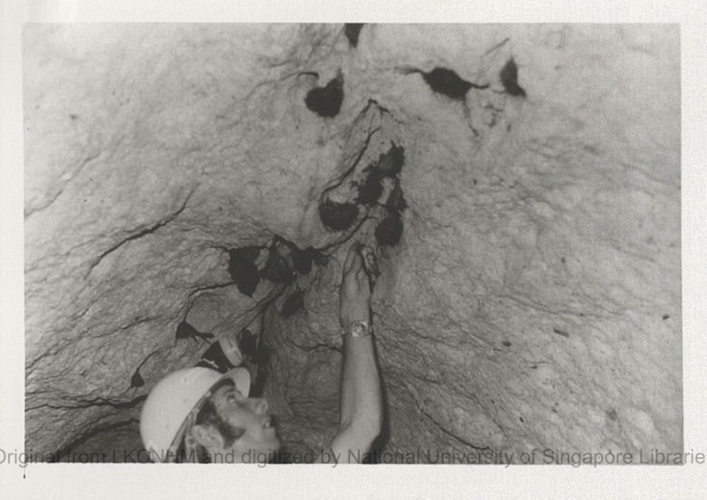 Miniature of Aerodramus spodiopygius and nests in Nasinu 9-Mile, Fiji with Mike Tarburton