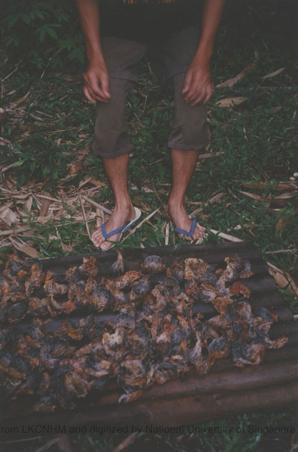 Miniature of Nest collection at Lobang Paku, S. Buluh (Kayan)