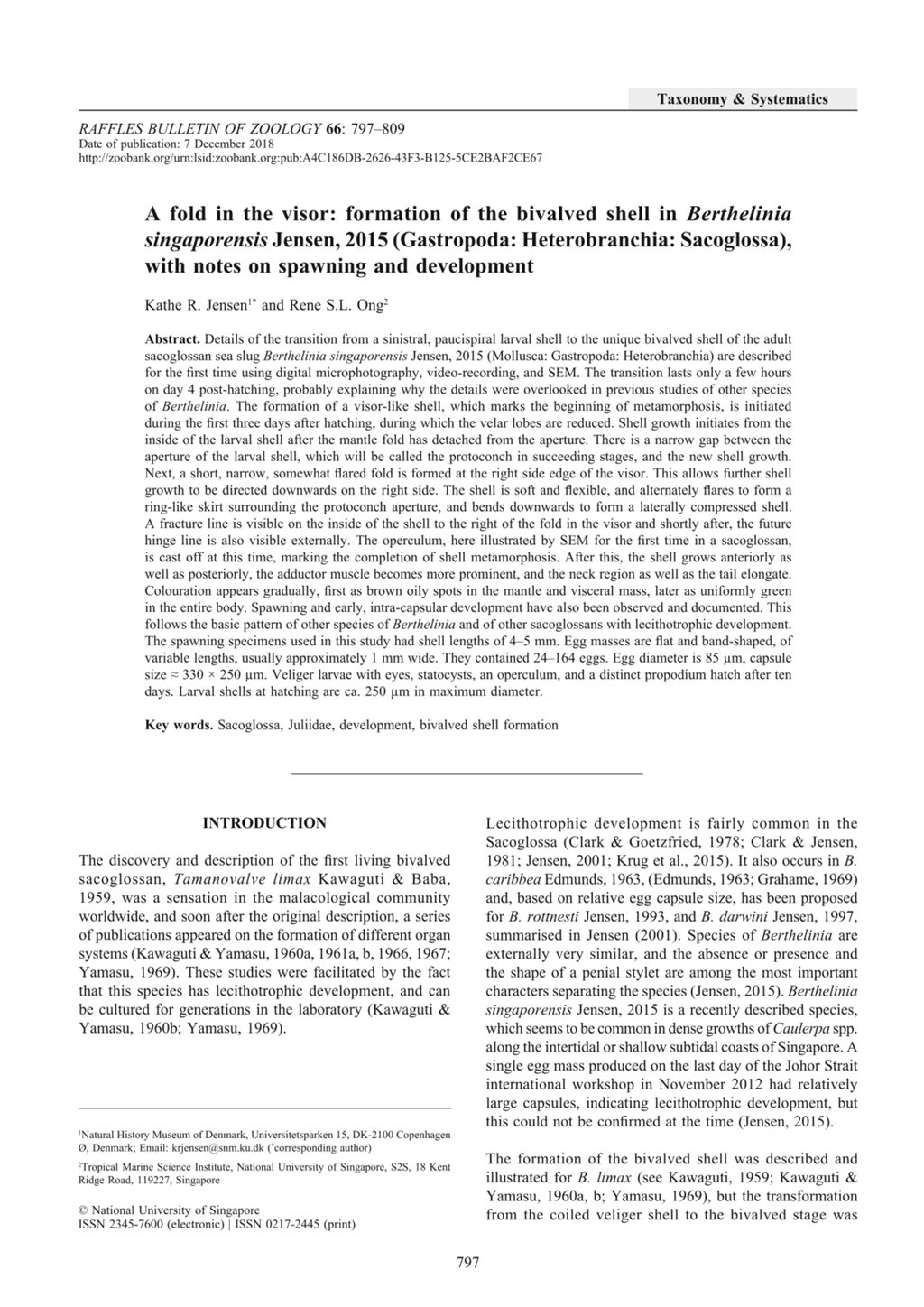 Miniature of A fold in the visor: formation of the bivalved shell in Berthelinia singaporensis Jensen, 2015 (Gastropoda: Heterobranchia: Sacoglossa), with notes on spawning and development