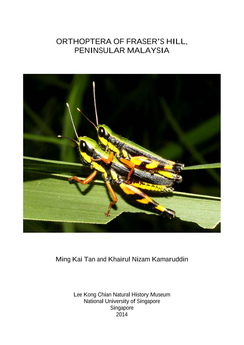 Miniature of Orthoptera of Fraser’s Hill, Peninsular Malaysia